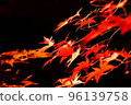 Autumn leaves, Momiji, Kosetsuen at night, illuminated 96139758