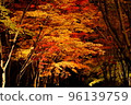 Autumn leaves, Momiji, Kosetsuen at night, illuminated 96139759