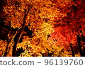 Autumn leaves, Momiji, Kosetsuen at night, illuminated 96139760