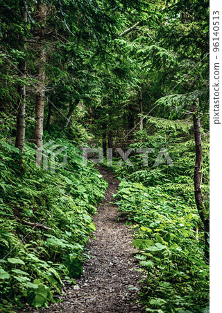 Dark moody forest 96140513