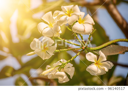 White plumaria flowers White plumaria flowers 96140517