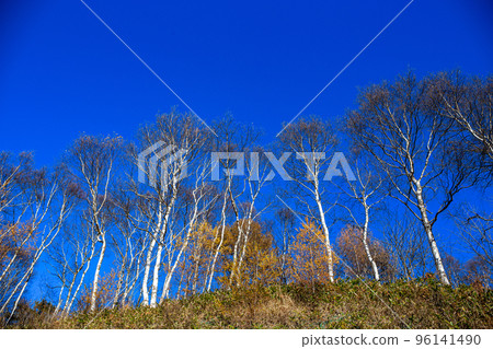 Scenery of white birch trees in Tsumagoi Kogen in late autumn Scenery of white birch trees in Tsumagoi Kogen in late autumn 96141490