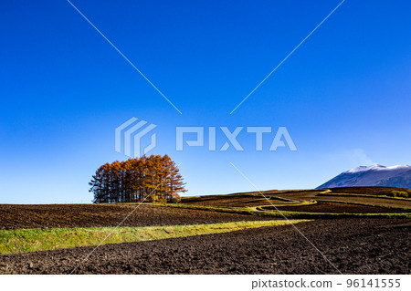 Colored leaves on the larch hills of Tsumagoi Highlands 96141555
