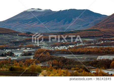 Landscape of larch yellow leaves of Tsumagoi Kogen in late autumn 96141645