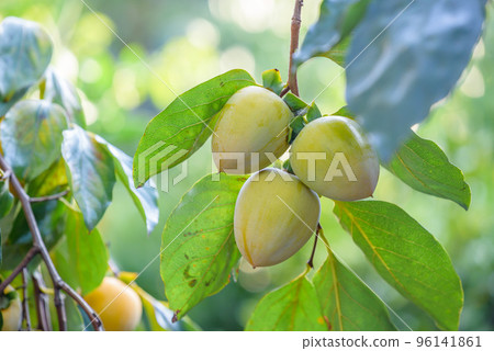 Persimmon fruit that has begun to ripen on the tree 96141861