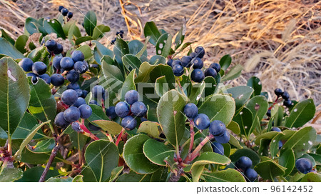 厚葉石斑木 96142452