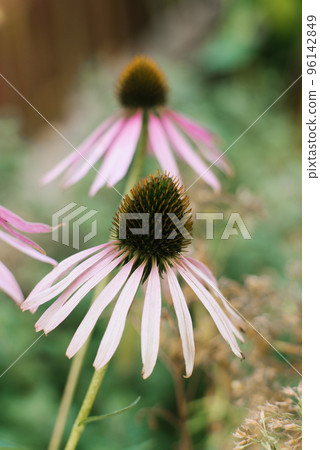 Beautiful pink Echinacea flower in the summer garden Beautiful pink Echinacea flower in the summer garden 96142849