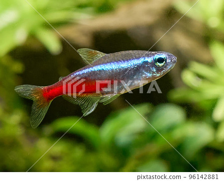 Closeup of blue neon tetra fish isolated on blurred plant background 96142881