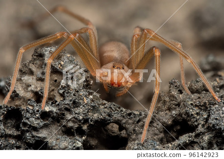 Mediterranean recluse spider, violin spider (Loxosceles rufescens), Brown recluse spider, in cave habitat. 96142923