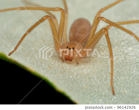 Mediterranean recluse spider, violin spider (Loxosceles rufescens), Brown recluse spider, in cave habitat. 96142926