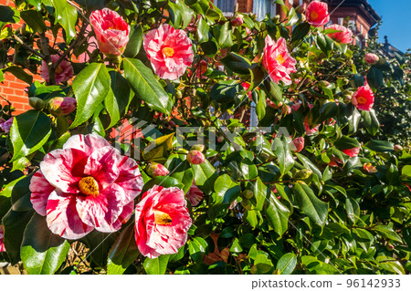 Spring roses in various varieties 96142933