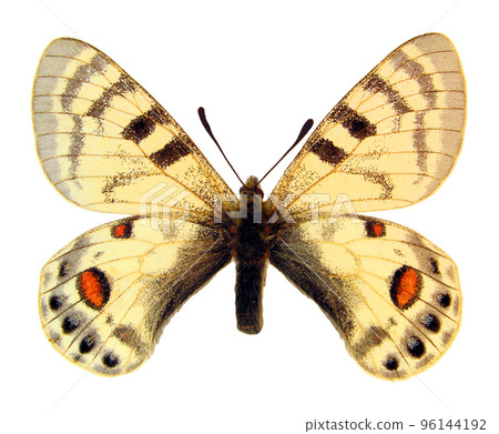 Colorful butterfly isolated on white. Parnassius charltonius with red spots macro close up, collection butterflies, papilionidae, papilio, lepidoptera 96144192