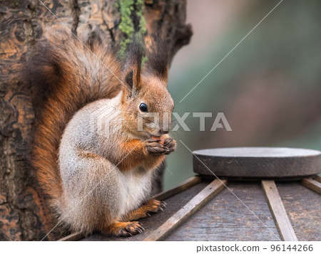 Squirrel sits on wooden feeder in park and eats hazelnuts. Fluffy rodent eats more before cold winter season. Autumn day in forest. Squirrel sits on wooden feeder in park and eats hazelnuts. Fluffy rodent eats more before cold winter season. Autumn day in forest. 96144266