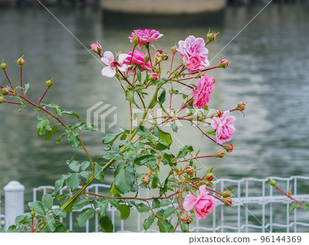 Scenery of Nakanoshima Rose Garden 96144369