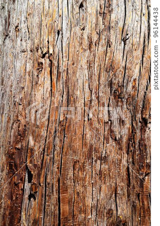 Sugi epidermis Sugi epidermis 96144438