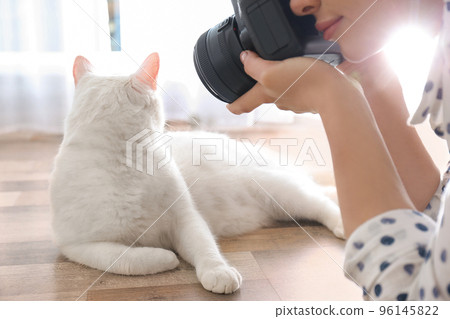 Professional animal photographer taking picture of beautiful white cat indoors, closeup Professional animal photographer taking picture of beautiful white cat indoors, closeup 96145822