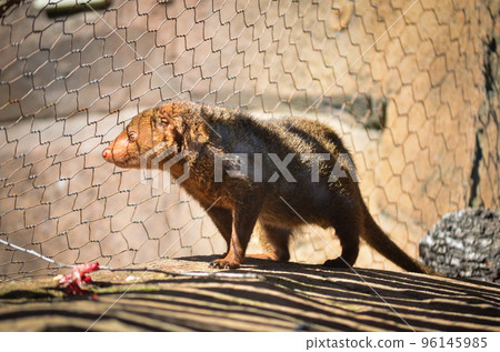 Long-nosed kusimanse (Common kusimanse) in a cage of a zoo. A wild animal, a species of mammal in the mongoose family found in West Africa. A poor animal with dark reddish brown fur in captivity. 96145985