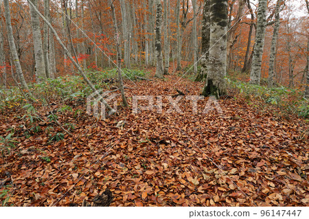 Fallen leaves fill the promenade in the beech forest in late autumn, Tadami Town, Fukushima Prefecture Fallen leaves fill the promenade in the beech forest in late autumn, Tadami Town, Fukushima Prefecture 96147447