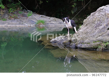 Mighty-kun, a Boston terrier staring cutely at the rocks of the Tokigawa River in Tokigawa Town, a popular spot for playing in the river♡ 96147772