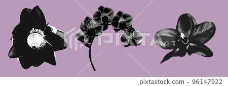 graphic engraving. Set tropic flowers. Banana flower and orchid. graphic engraving. Set tropic flowers. Banana flower and orchid. 96147922