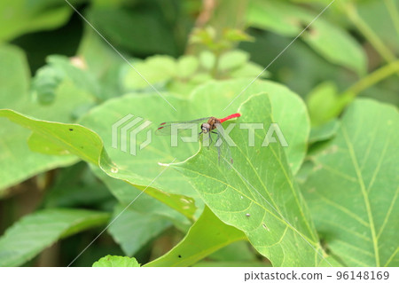堅持葉子的紅色蜻蜓 堅持葉子的紅色蜻蜓 96148169