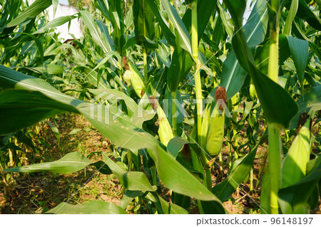 Corn field close up. Selective focus. Green Maize Corn Field Plantation in Summer Agricultural Season. 96148197