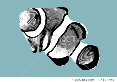 Engraving clownfish. Graphic illustration of a marine fish. Reef fish 96148265