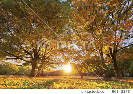 立秋的落葉 公園裡的彩樹 夕陽 舒緩的風景 代代木 96148378