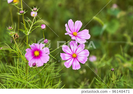 秋天的形象,波斯菊花特寫 秋天的形象,波斯菊花特寫 96148471
