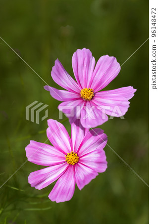 秋天的形象,波斯菊花特寫 秋天的形象,波斯菊花特寫 96148472