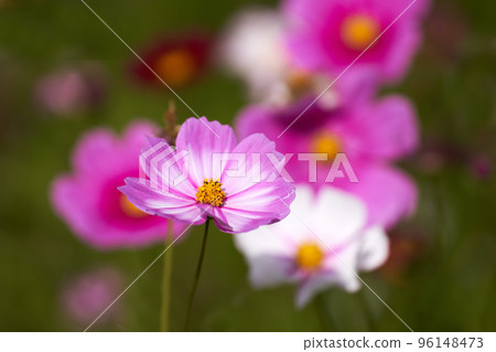 秋天的形象,波斯菊花特寫 秋天的形象,波斯菊花特寫 96148473