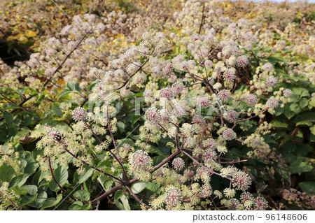 Udo no Hana 96148606