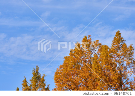 Yellow Metasequoia with red leaves and autumn sky 96148761