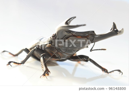 Domestic white-tailed white background Domestic white-tailed white background 96148800