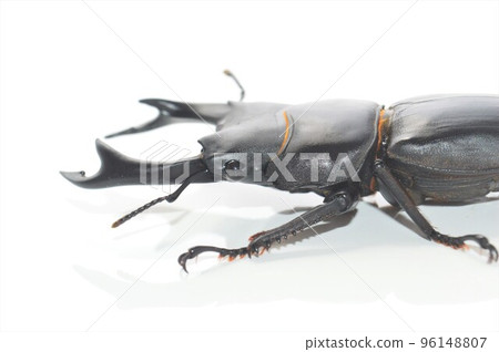 Domestic white-tailed white background 96148807