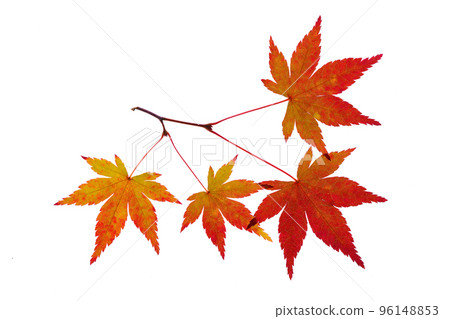 Transmitted light photography of Acer palmatum in autumn colors 96148853