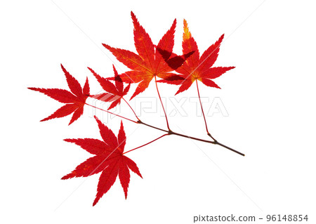 Transmitted light photography of Acer palmatum in autumn colors 96148854