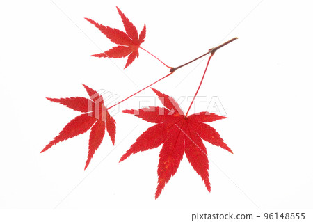 Transmitted light photography of Acer palmatum in autumn colors 96148855