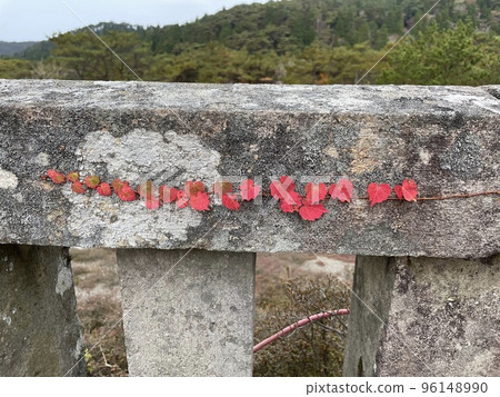 可愛的秋葉 可愛的秋葉 96148990