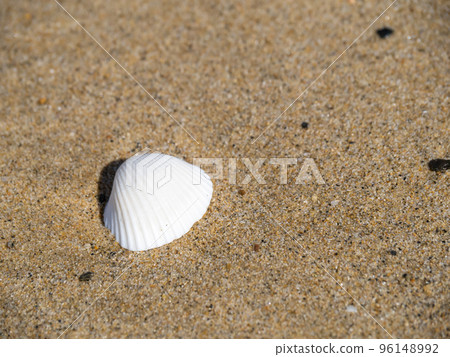 在海灘的海殼。 96148992