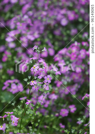 在自然環境中，Harukozakura 生長著美麗的紫色花朵。 96149065