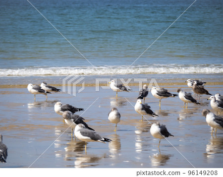 平靜的大海沙灘與海鳥。 96149208
