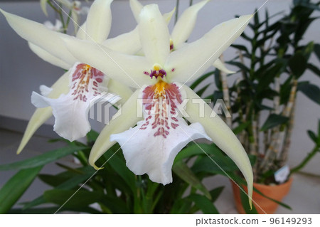 白蘭花 白蘭花 96149293