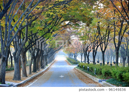 美麗的秋遊，秋天的風景 96149836