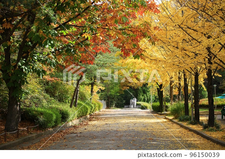 Beautiful autumn scenery, autumn trip 96150039