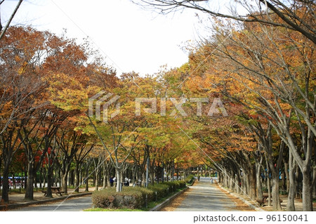 Beautiful autumn scenery, autumn trip Beautiful autumn scenery, autumn trip 96150041