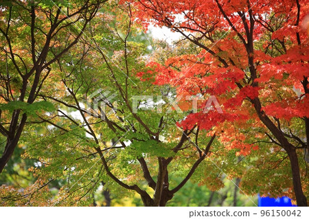 Beautiful autumn scenery, autumn trip 96150042