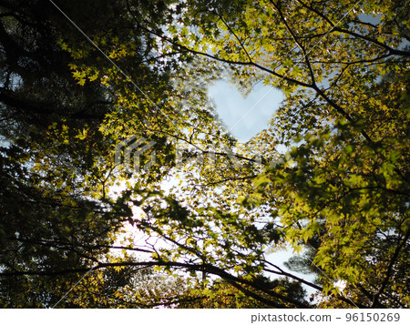 The trees and the heart-shaped sky 96150269