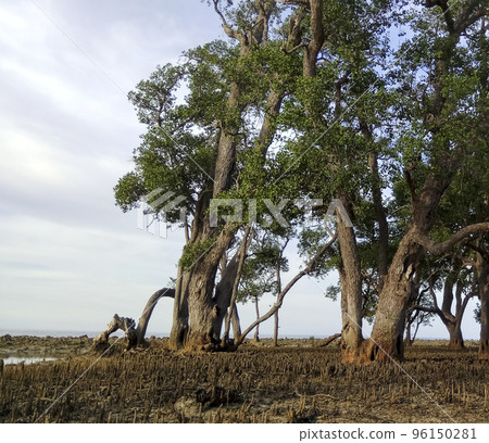 Mangrove Forests in the Sea, Aceh, Indonesia 96150281