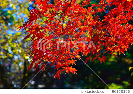 Autumn leaves turning red Autumn leaves turning red 96150306